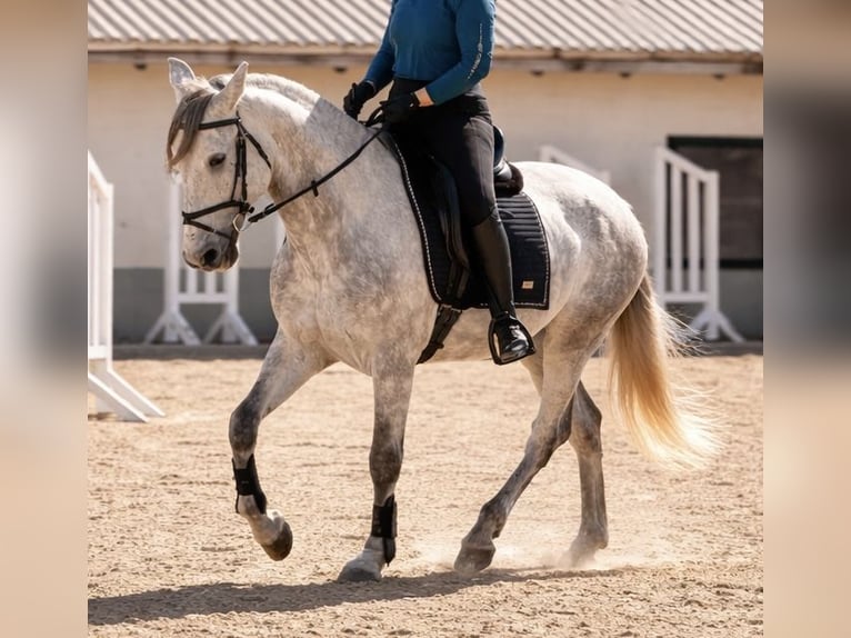 Cruzado Wałach 6 lat 164 cm Siwa in Dielsdorf