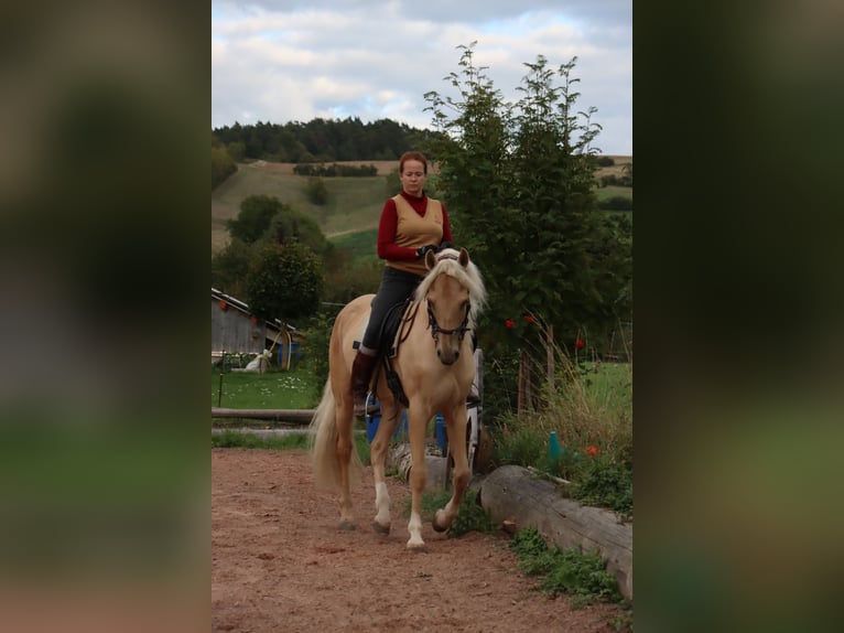 Cruzado Wałach 6 lat 168 cm Izabelowata in Gerstungen