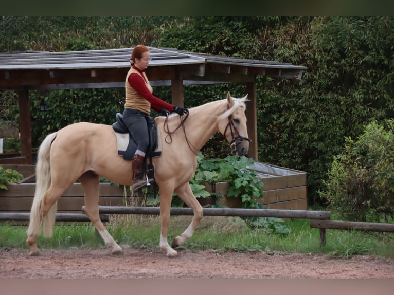 Cruzado Wałach 6 lat 168 cm Izabelowata in Gerstungen
