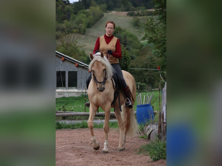 Cruzado Wałach 6 lat 168 cm Izabelowata in Gerstungen