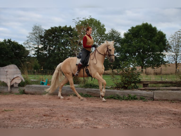 Cruzado Wałach 6 lat 168 cm Izabelowata in Gerstungen