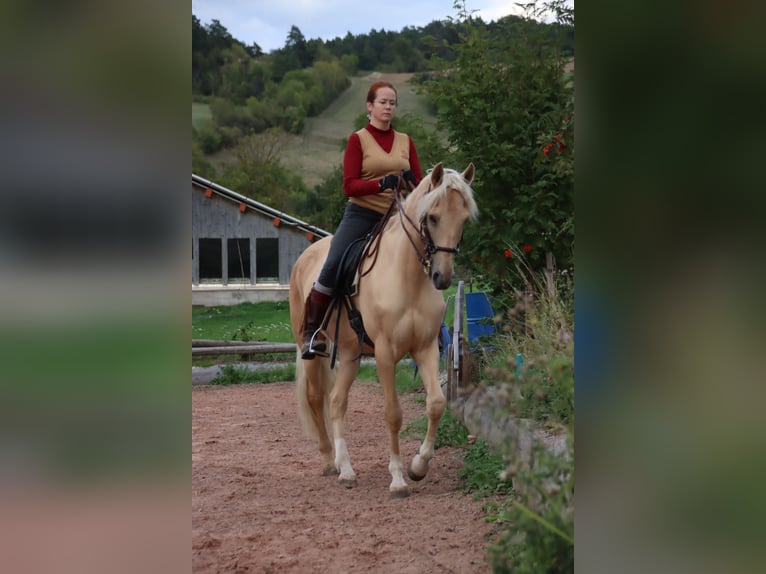 Cruzado Wałach 6 lat 168 cm Izabelowata in Gerstungen