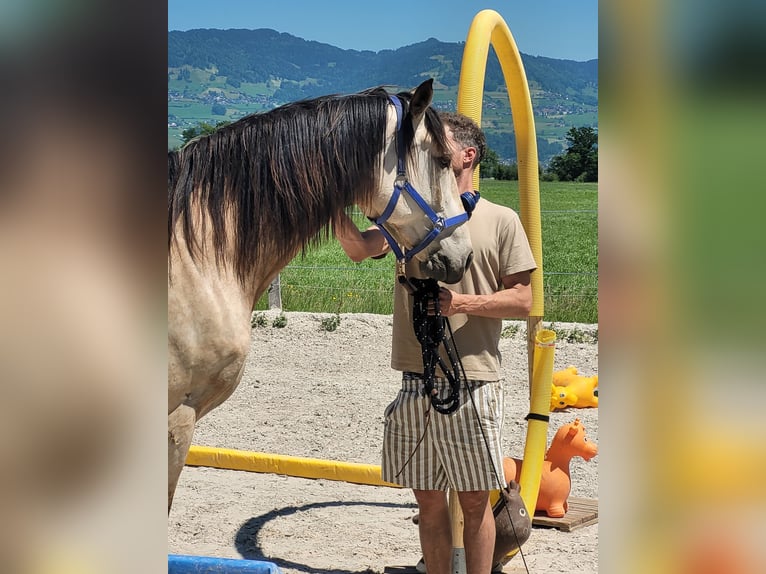 Cruzado Mix Wałach 6 lat 174 cm Bułana in Tuggen