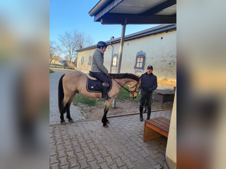 Cruzado Wałach 7 lat 147 cm Jelenia in Frohburg