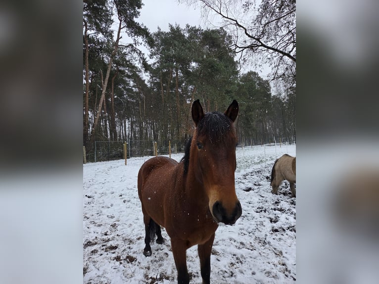 Cruzado Wałach 7 lat 155 cm Gniada in Reken
