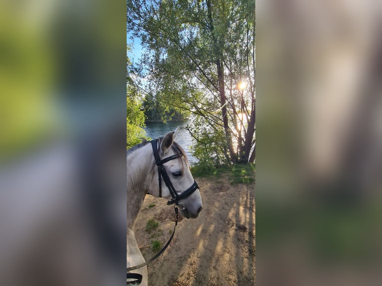 Cruzado Wałach 7 lat 155 cm Siwa jabłkowita in Hünxe
