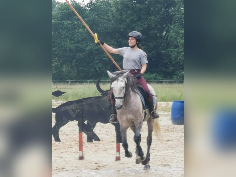 Cruzado Wałach 7 lat 155 cm Siwa jabłkowita in Hünxe