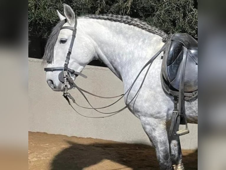 Cruzado Wałach 7 lat 158 cm in Sabadell