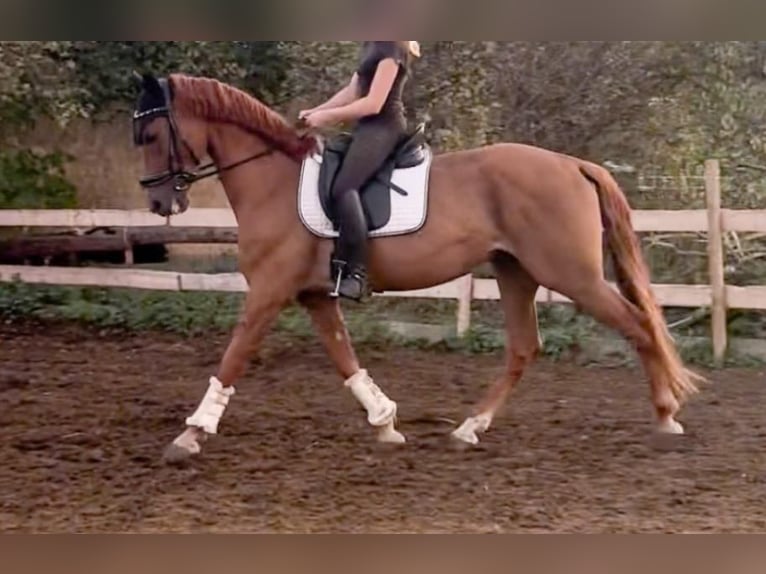 Cruzado Wałach 7 lat 160 cm in Schöppenstedz