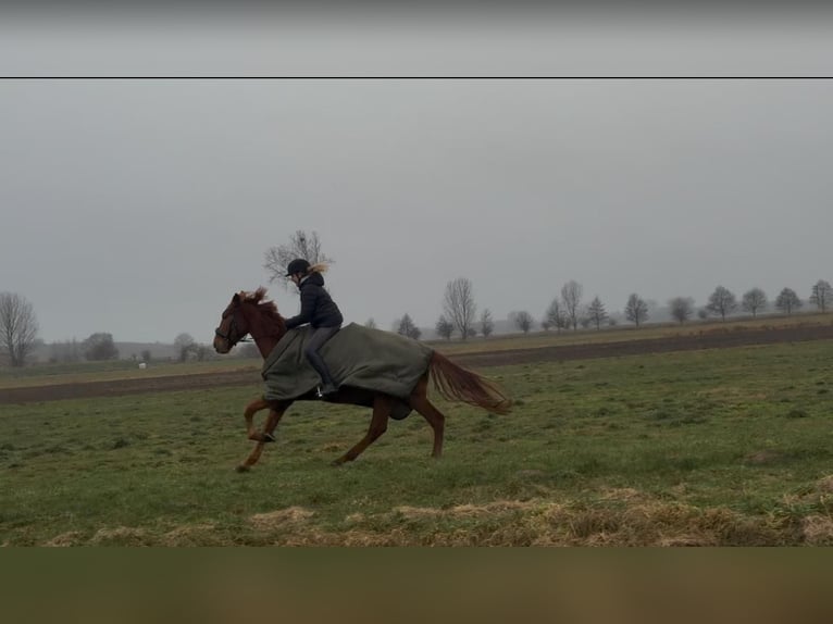 Cruzado Wałach 7 lat 160 cm in Schöppenstedz