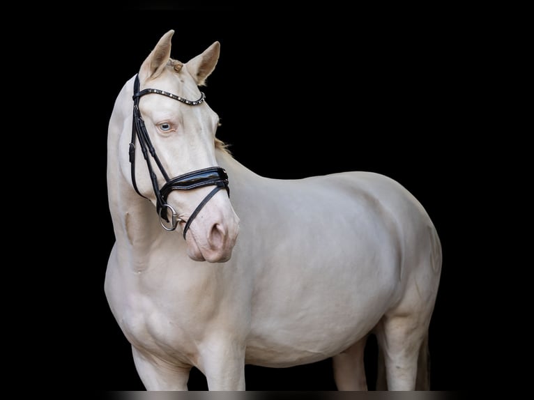 Cruzado Wałach 7 lat 160 cm Perlino in Rotterdam