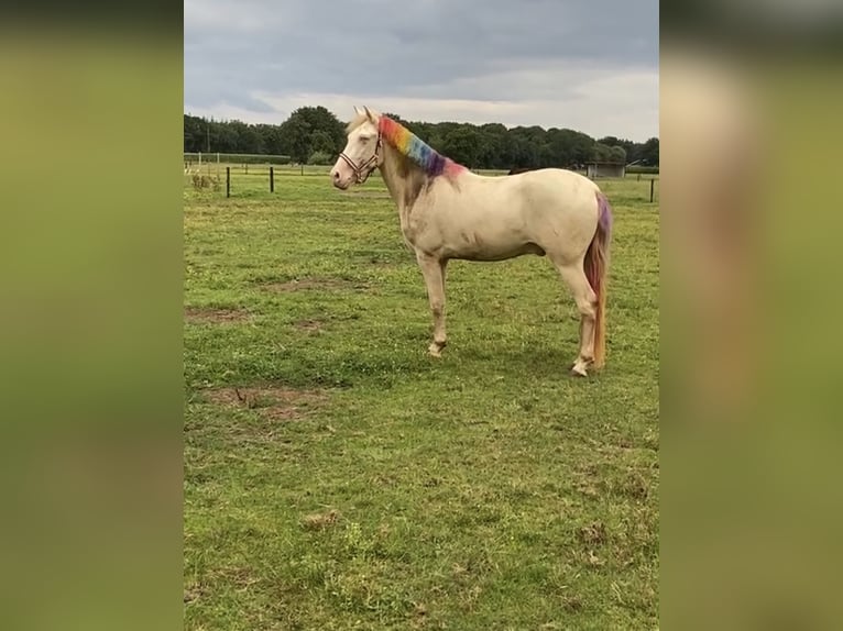 Cruzado Wałach 7 lat 160 cm Perlino in Rotterdam