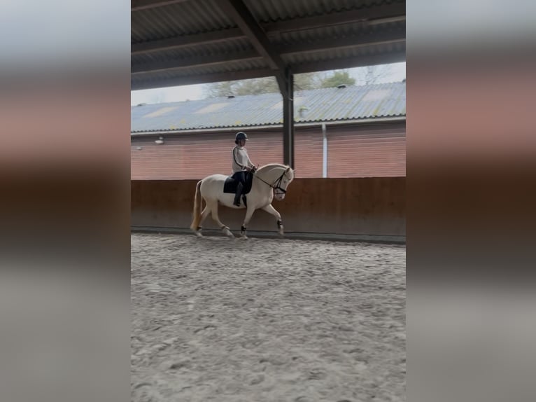 Cruzado Wałach 7 lat 160 cm Perlino in Rotterdam