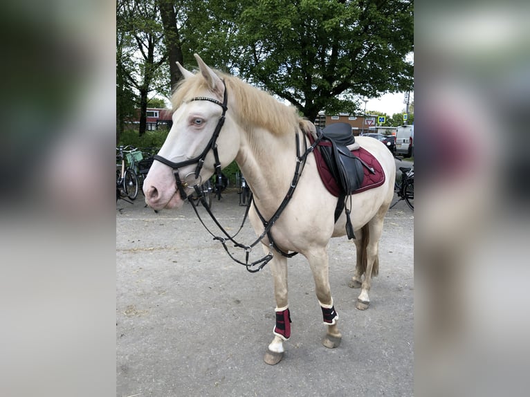 Cruzado Wałach 7 lat 160 cm Perlino in Rotterdam