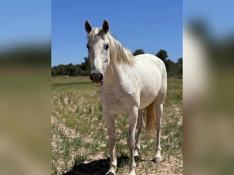 Cruzado Wałach 7 lat 160 cm Siwa in Zarra