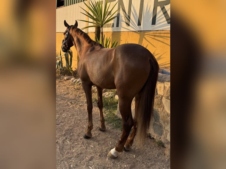Cruzado Wałach 7 lat 161 cm Kasztanowata in Guarrom&#xE1;n