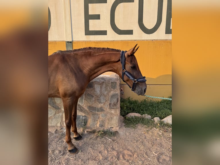 Cruzado Wałach 7 lat 161 cm Kasztanowata in Guarrom&#xE1;n