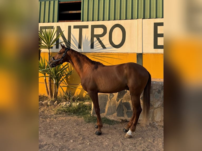 Cruzado Wałach 7 lat 161 cm Kasztanowata in Guarrom&#xE1;n