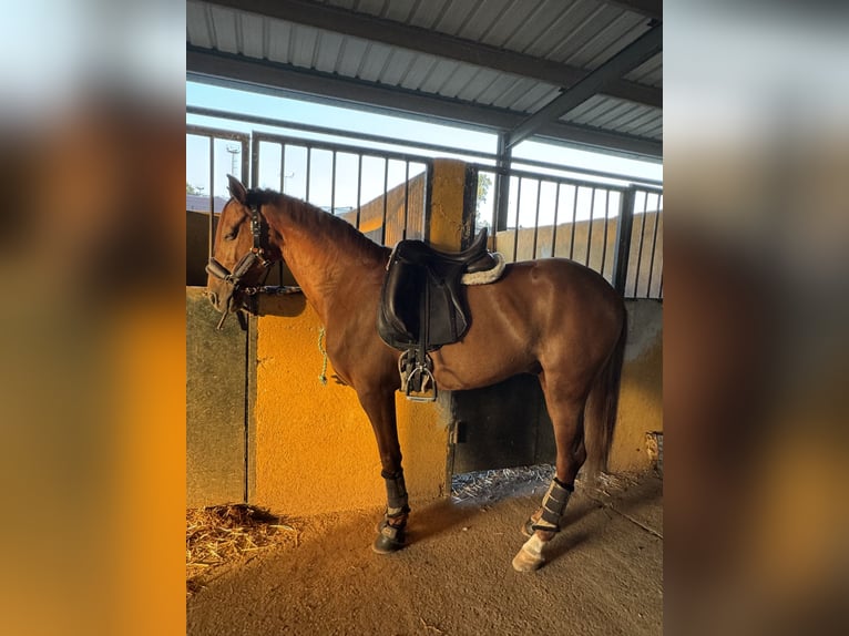 Cruzado Wałach 7 lat 161 cm Kasztanowata in Guarrom&#xE1;n