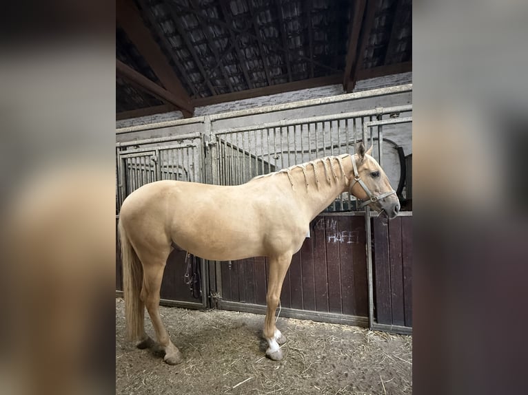 Cruzado Mix Wałach 7 lat 162 cm Izabelowata in Rommerskirchen
