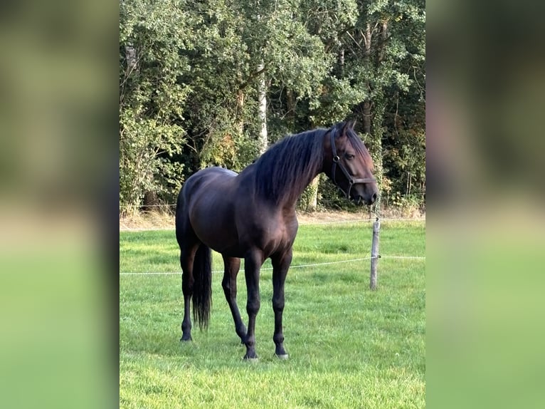 Cruzado Wałach 7 lat 164 cm Ciemnogniada in Marum