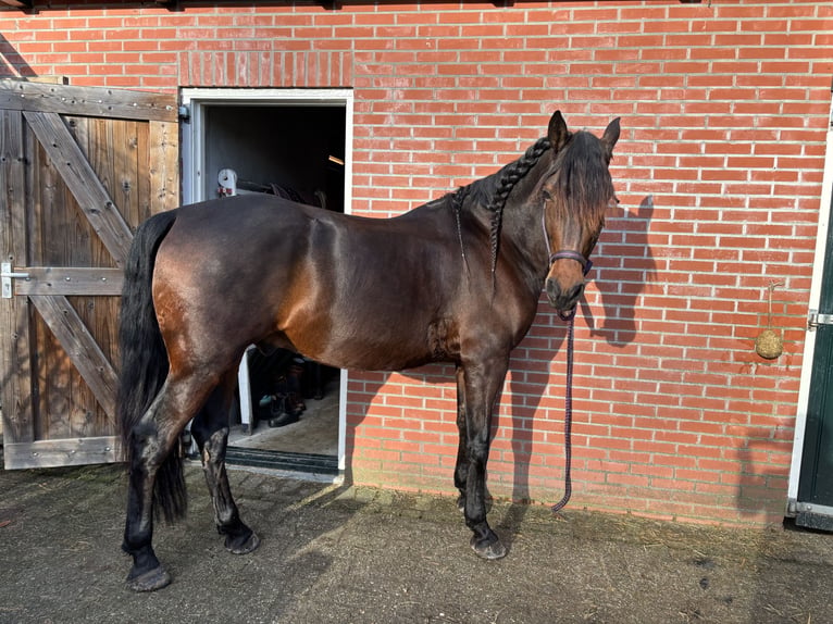 Cruzado Wałach 7 lat 164 cm Ciemnogniada in Marum