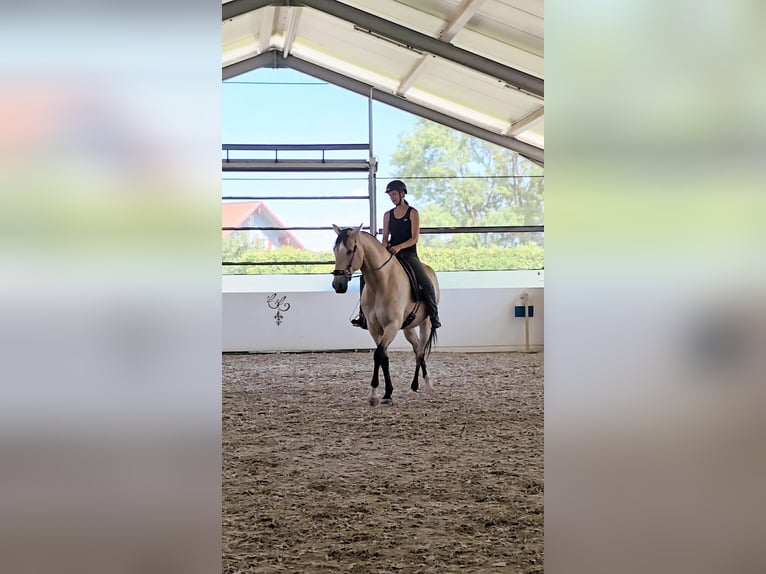 Cruzado Wałach 7 lat 169 cm Jelenia in Bad Griesbach im Rottal