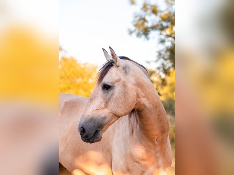 Cruzado Wałach 7 lat 169 cm Jelenia in Stangau im Wienerwald