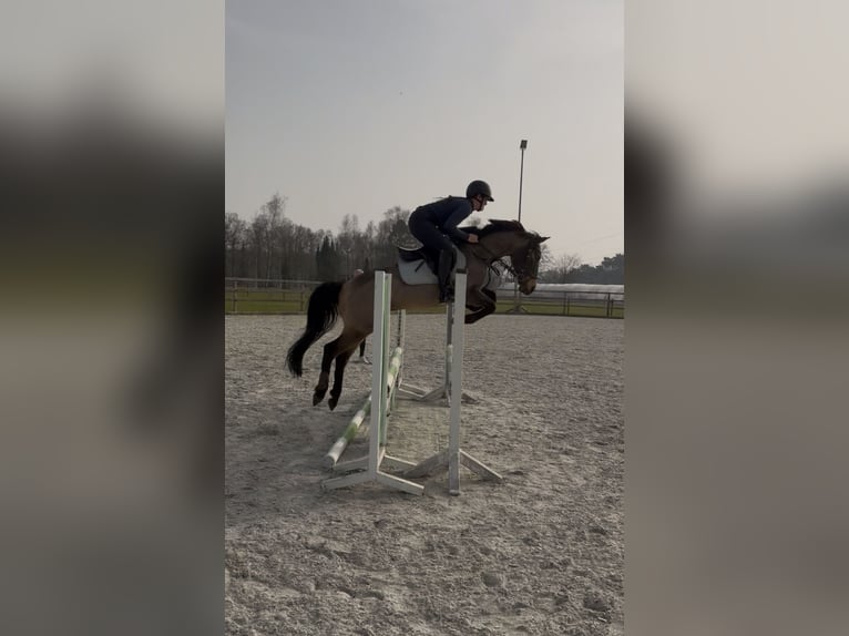Cruzado Wałach 8 lat 146 cm Jelenia in Badbergen