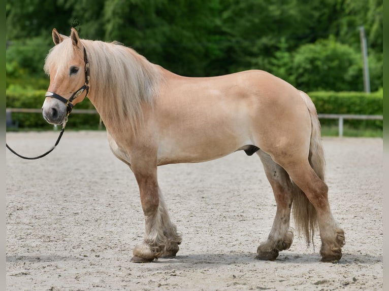 Cruzado Wałach 8 lat 154 cm Bułana in Neustadt (Wied)