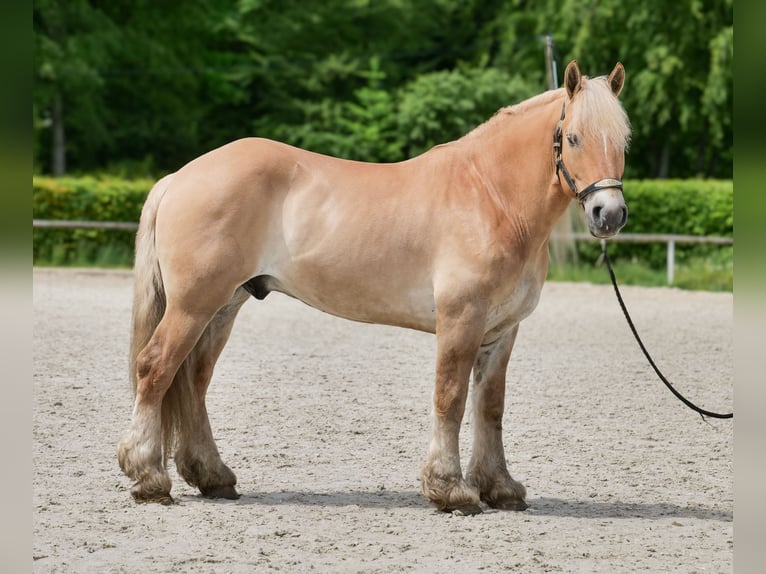 Cruzado Wałach 8 lat 154 cm Bułana in Neustadt (Wied)