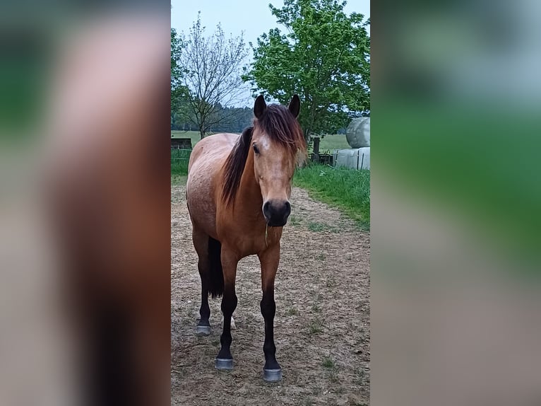 Cruzado Wałach 8 lat 155 cm Bułana in Erdweg