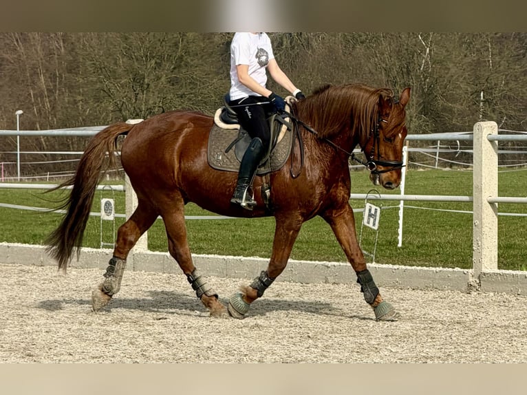 Cruzado Wałach 8 lat 160 cm Kasztanowata in Kirchlengern