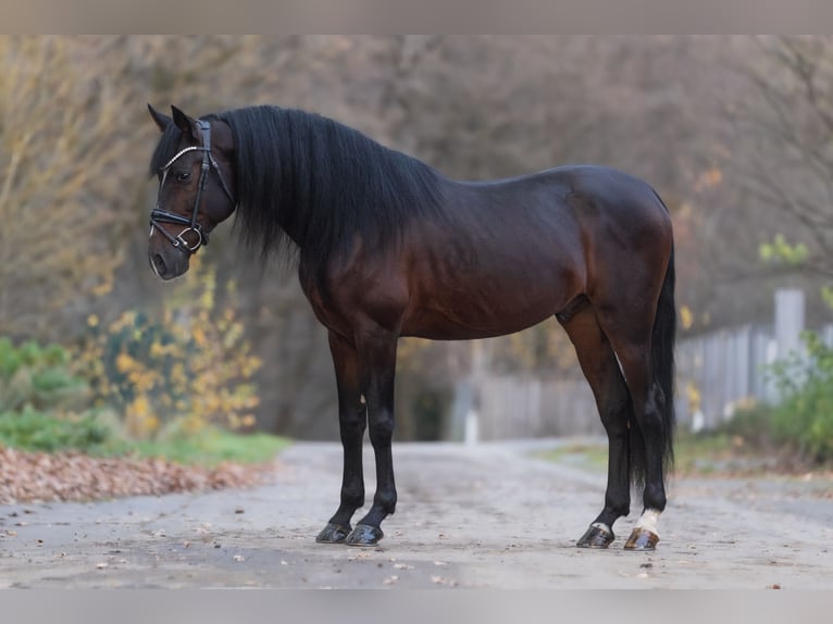Cruzado Wałach 8 lat 162 cm Ciemnogniada in Windhagen