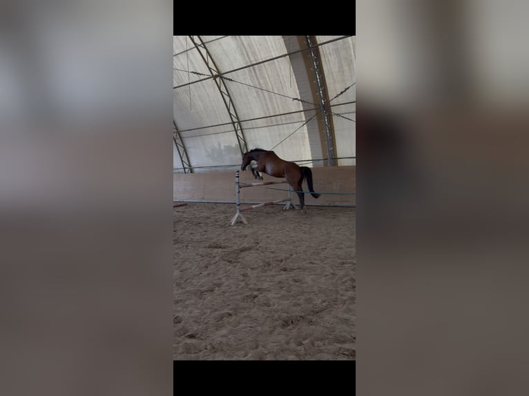 Cruzado Wałach 8 lat 162 cm Gniada in Hamburg Tonndorf