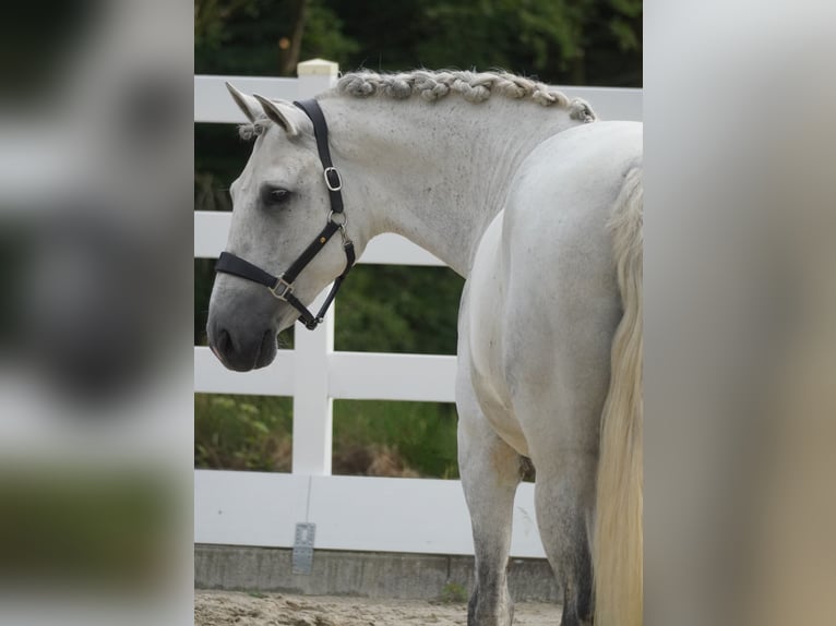 Cruzado Wałach 8 lat 162 cm Siwa in Nettersheim
