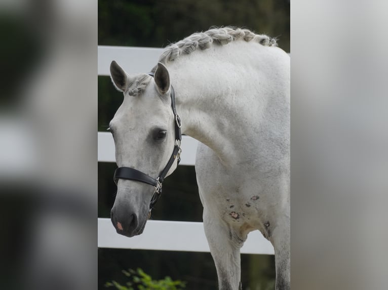 Cruzado Wałach 8 lat 162 cm Siwa in Nettersheim