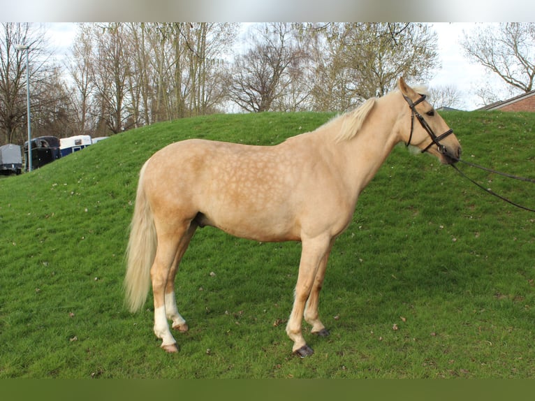 Cruzado Wałach 8 lat 165 cm Izabelowata in Rommerskirchen
