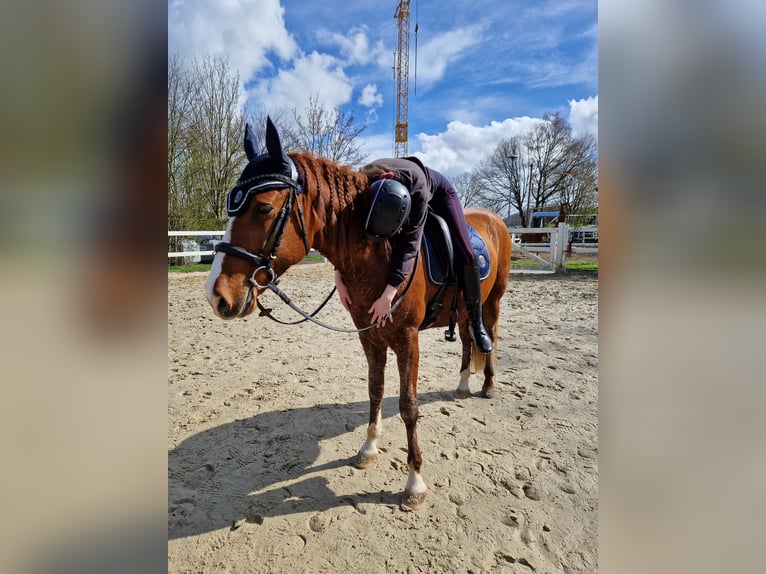 Cruzado Wałach 9 lat 154 cm Kasztanowata in Wehr