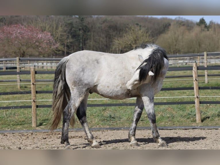 Cruzado Wałach 9 lat 155 cm Siwa in Mönchengladbach