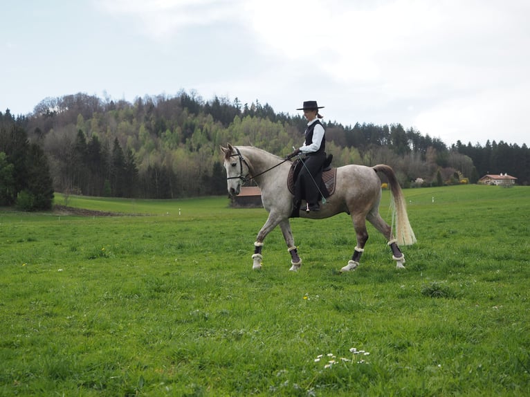 Cruzado Wałach 9 lat 155 cm Siwa in Bredebro
