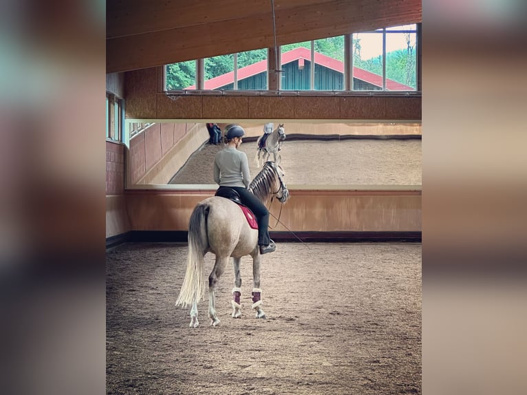 Cruzado Wałach 9 lat 155 cm Siwa in Bredebro