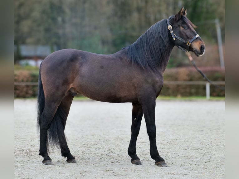 Cruzado Wałach 9 lat 158 cm Ciemnogniada in Neustadt (Wied)