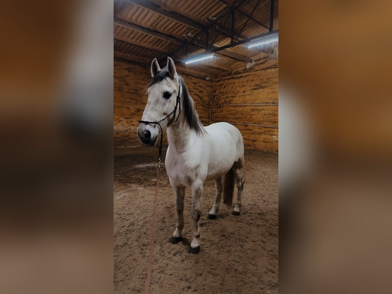 Cruzado Wałach 9 lat 160 cm  in Midwolda