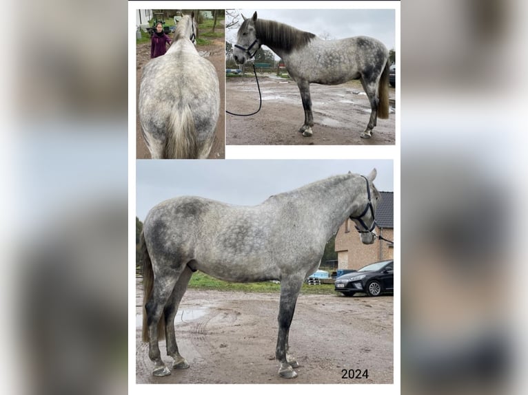 Cruzado Wałach 9 lat 163 cm Siwa w hreczce in Putte