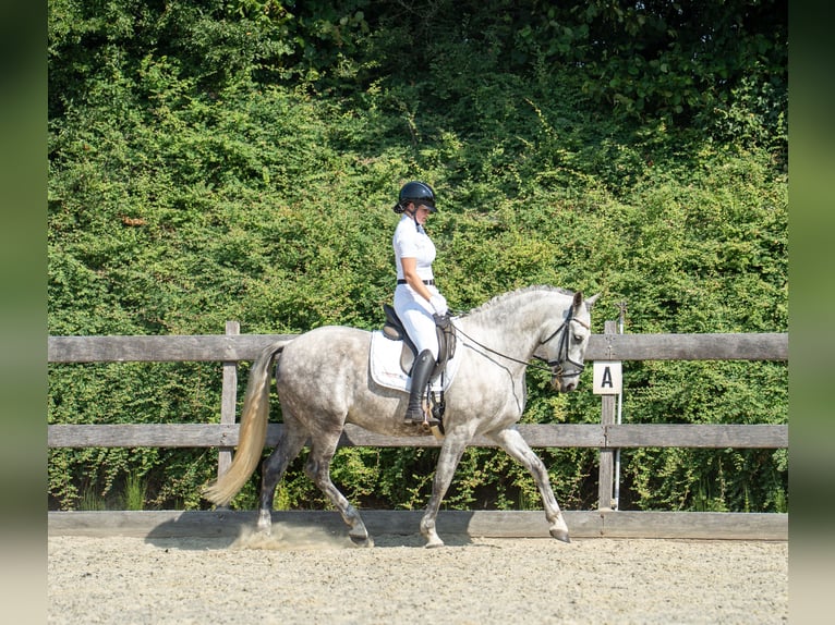 Cruzado Wałach 9 lat 166 cm Siwa in Brakel