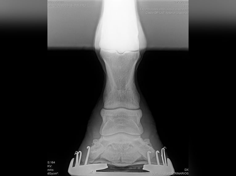 Cruzado Mix Wałach 9 lat 169 cm Biała in Dos Hermanas