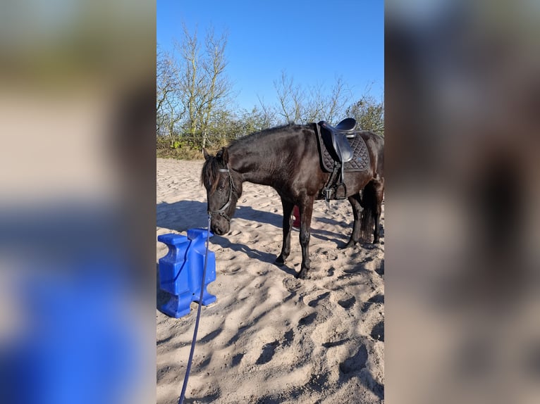Cruzado Mix Wallach 10 Jahre 153 cm Rappe in Buren