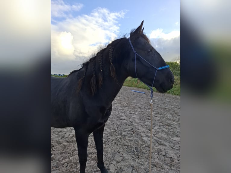 Cruzado Mix Wallach 10 Jahre 153 cm Rappe in Buren