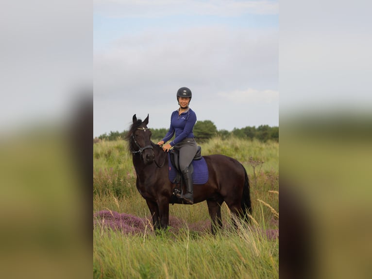 Cruzado Mix Wallach 10 Jahre 153 cm Rappe in Buren